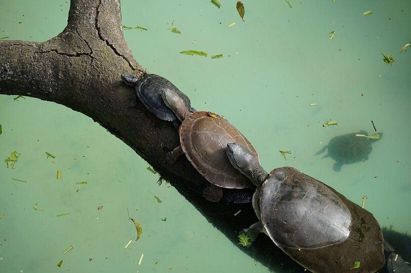 Family turtle by Ludo Marrink