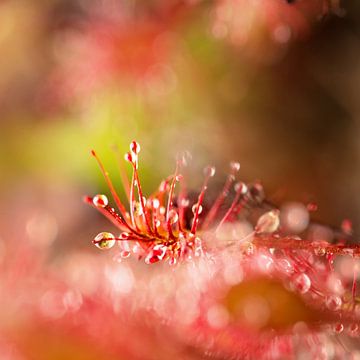 Sparkling Sundew by MientjeBerkersPhotography