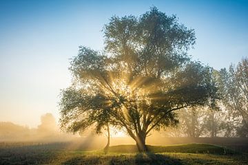 Boom in de mist van Martin Wasilewski