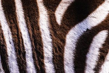 Zebra Print van WILBERT HEIJKOOP photography