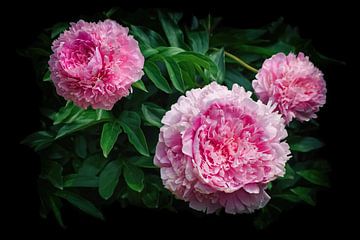 Pink peonies magic by marlika art