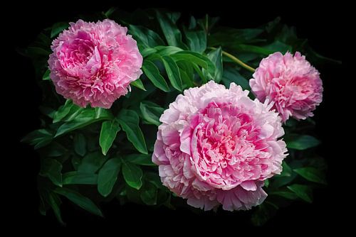 Magie des pivoines roses