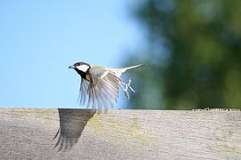 koolmees von Jan Mulder