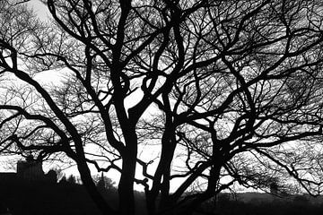 Enchanting Oak Tree by aidan moran