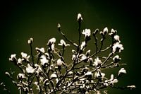 Magnolia