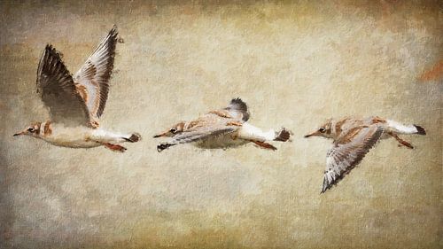 Flying juvenile black-headed gulls (art, painting)