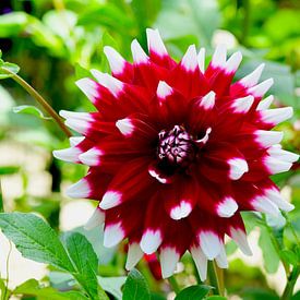 Rote und weiße Dahlien in Grün von Ivonne Fuhren-van de Kerkhof