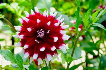Red and white dahlia in green by Ivonne Fuhren-van de Kerkhof