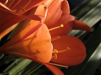 Clivia