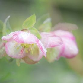 Helleborus, oriental Christmas rose or spring rose by Hanneke Luit