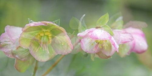 Helleborus, orientalische Christrose oder Frühlingsrose von Hanneke Luit