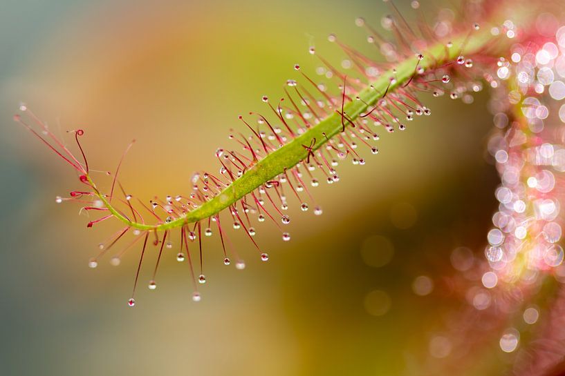 Sundew macro by Evelyne Renske