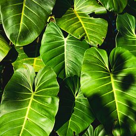 Jungle-gevoel - Philodendron-bladeren in Panama van The Book of Wandering