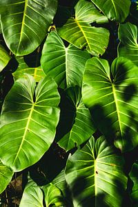 Jungle-gevoel - Philodendron-bladeren in Panama van The Book of Wandering