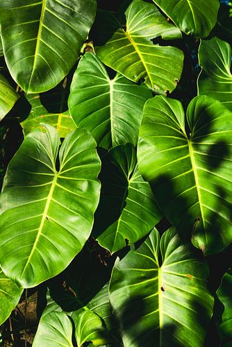 Jungle-gevoel - Philodendron-bladeren in Panama