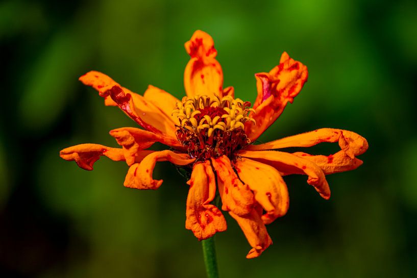 #flowers by Hannie Berkers-Looijmans