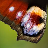 detail of peacock butterfly