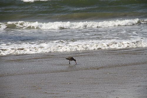 Bird who picks dinner of the ground