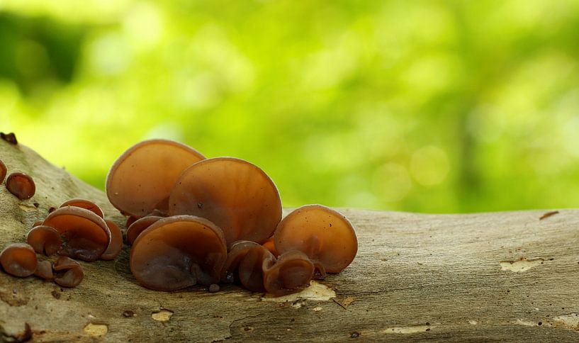 Les oreilles de Judas par Tineke Mols