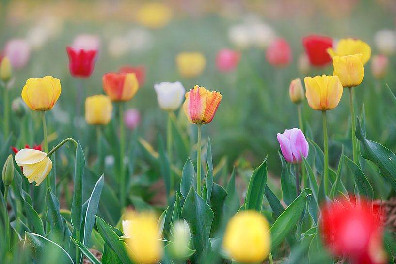 Un champ de tulipes colorées dans les tons rouge, jaune et orange crée une ambiance printanière. par Thomas Heitz