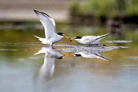 Little tern by Patrick Haleyt Photography