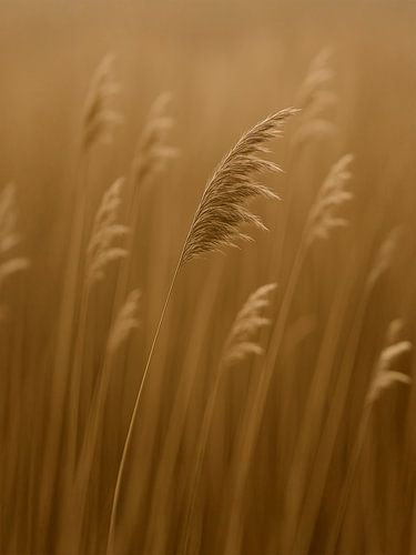 Gräser im Tanz des Windes, Grassen in de dans van de wind