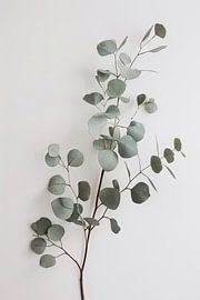 Eucalyptus von Poster Art Shop