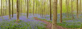 Pfad durch den Hallerbos Bluebell Wald von Sjoerd van der Wal Fotografie