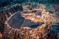 Souche d'arbre en hiver avec surcroît de végétation