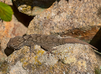 Ein Wandgecko auf einem warmen Felsen mit Moos.