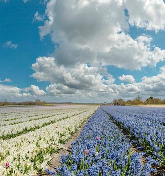 Blumenzwiebelfeld mit lila und weißen Hyazinthen, Wimmenum, Nordholland von Rene van der Meer