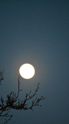 Silent Moon and Branches