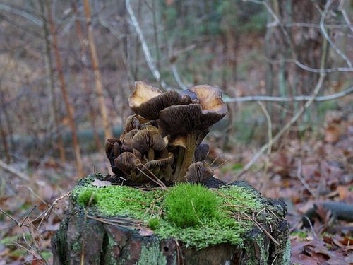 on the stump