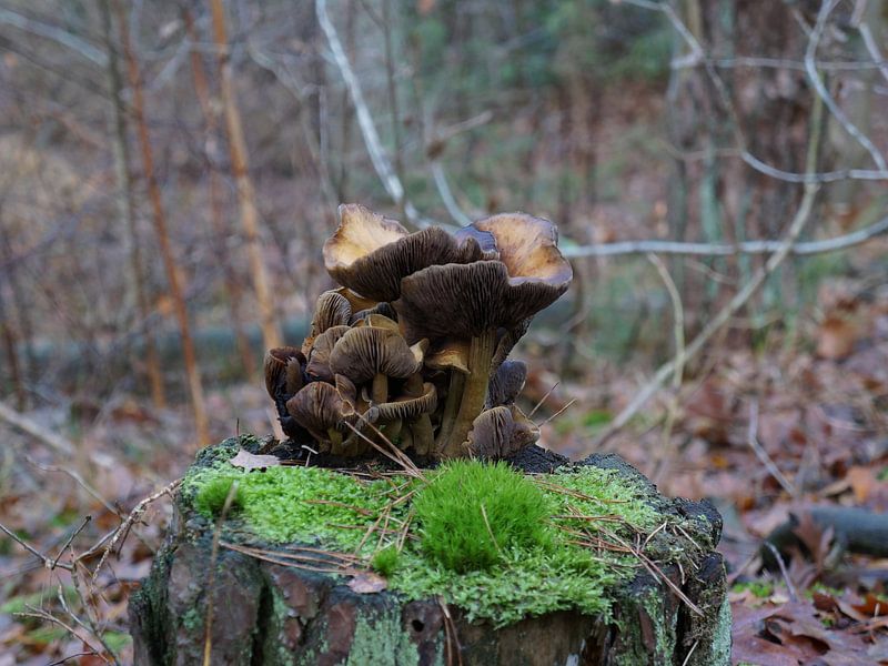 on the stump by Madeltijntje