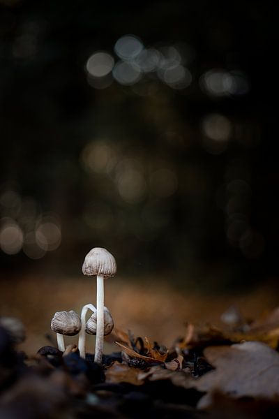 Pilz von Chantal Speelman