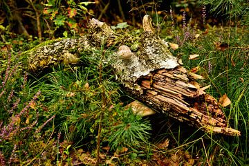 Branche cassée dans la forêt