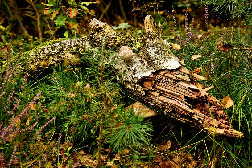Broken branch in the forest by Leo Huijzer