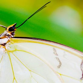 Weißer Morpho-Schmetterling im Detail von Ivonne Fuhren-van de Kerkhof