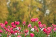 Poppies among greenery by Moetwil en van Dijk - Fotografie thumbnail
