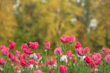Poppies among greenery by Moetwil en van Dijk - Fotografie
