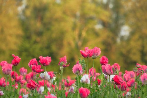 Papavers tussen het groen