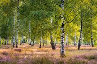 Heath and birches in the evening light