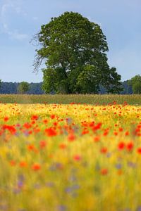 Sommer im Land