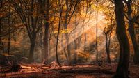 Veluwe