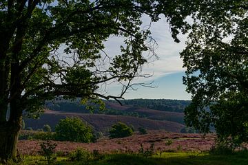 View over the Posbank  by Sjoerd van der Wal Photography