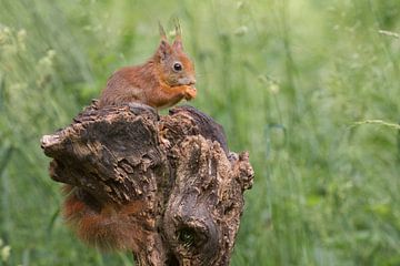 squirrel by anja voorn