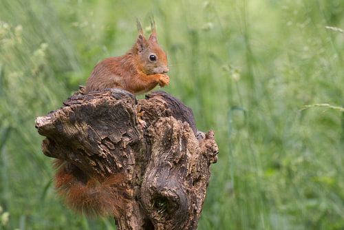 squirrel