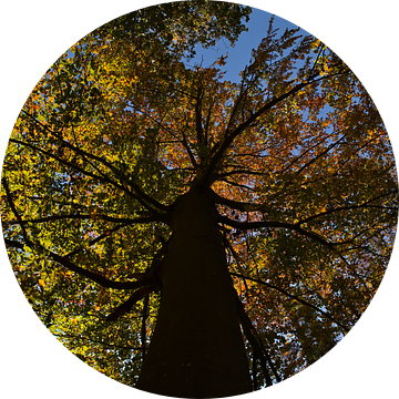Oude boom met verkleurde bladeren in de herfst vanuit kikkerperspectief van Timon Schneider