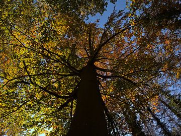 Oude boom met verkleurde bladeren in de herfst vanuit kikkerperspectief van Timon Schneider