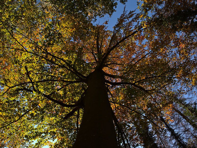 Vieil arbre aux feuilles décolorées en automne, du point de vue d'une grenouille par Timon Schneider
